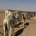 4 قعدان لبانية