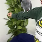 كاسكو أفريقي جامبو أليف وبحر كلام تبارك الرحمن