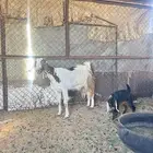 عنز تحتها تيس السن سديس