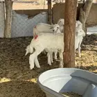 للبيع بهم حري خرفان