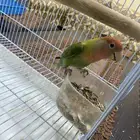جوز روز اليف