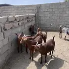 معزا دهم دفيع