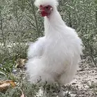 دجاج