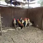دجاج وديكه
