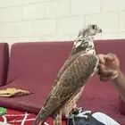 حر مثلوث للبيع التواصل واتس .