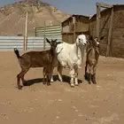 عدد اثنين جفرات وخروف حري