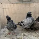 جوز كشكي