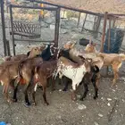 تيوس العدد 11