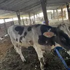 عجل جرسي