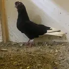 طبات قطايف
