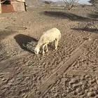 نعجه مجره