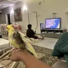 عصفور كروان