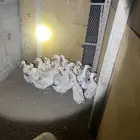 بط بكيني للبيع