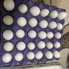 للبيع طبق بيض حساوي