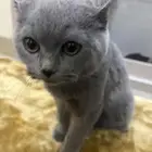 قطوه للبيع فقط