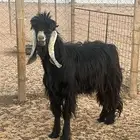 تيس عارضي ثني