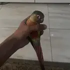 كنيور يلو سايد اليف