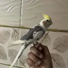 كروان اليف و متكلم