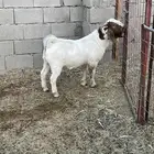 تيس بورقوت بيور اصل