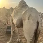 أعشار و5قعدان
