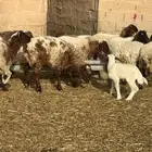 بهم نعيم للبيع