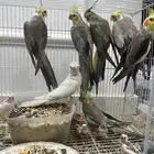 للبيع كروان عدد 7 حبات