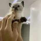 قطه صغيره سكوتش بلو بوينت