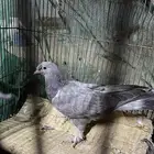 طبات حمام بكستاني طبات قطايف طبات حمام بكستنائي طبه تركي