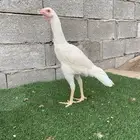 دجاجه سندي نسل عم غبشان