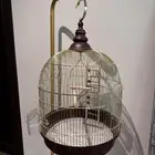 قفص طيور مع ستاند
