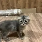 قطة مكس سكوتش فولد و شيرازي