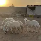 للبيع حريات