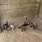 ديوك سندي