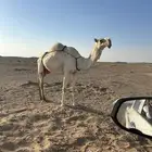 ضروبه وضحاء