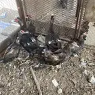 بط مصري 3 أزواج علئ السوم مافيه توصيل الرقم