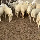 رخال حريات