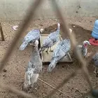 رومي للبيع بياض طقم