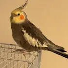 طير كروان للبيع