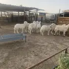 خرفان حريات كفو فل الفل شحم