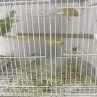 زوج كناري