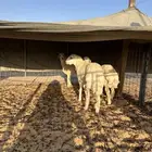 رخال حريات. طيبه عدد 3 روس