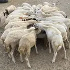 رخال رفيدية تربية