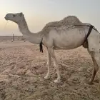 عشرى للبيع
