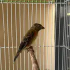 فرخ سسكن احمر فنزويلي من إنتاجي