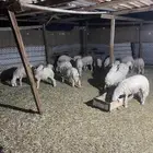 العمر من اربعه إلى خمس اشهر لايسوم إلا الصامل العدد 14