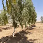 مزرعه الايجار ام خنصر