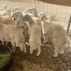 طليان شحم