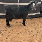 عنز شاميه طيبه متبع جفرتين طيبه