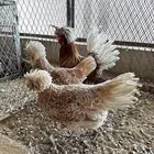 طقم بولش تايقر كريمي