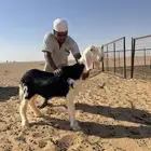 مشروع فحل نجدي صنف